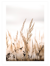 Golden Reed - Art Print